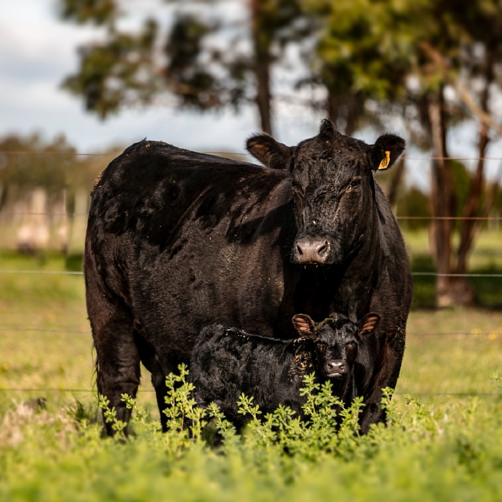 Todas las entradas  Sociedad de Criadores de Aberdeen Angus del